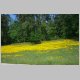 vtexas_spring_flowers_070405_004.jpg