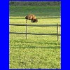 Sturgis_2004_028.jpg