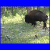 Sturgis_2004_078.jpg